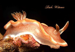 Glossodoris rufomarginata, at Anilao.  G9/Ikelite DS160.

 by Richard Witmer 